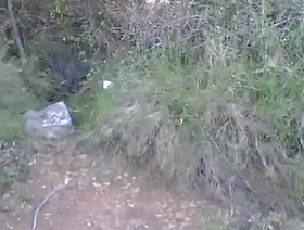 Balade en forêt