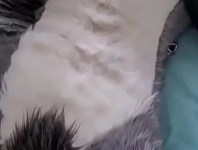 Fursuit gozando muito